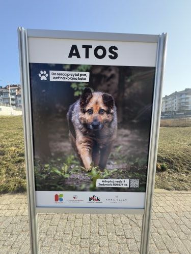 Wystawa czworonogów ze schroniska w Pudwągach	