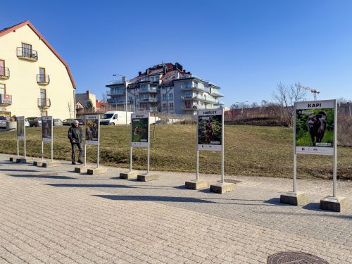 Wystawa czworonogów ze schroniska w Pudwągach	