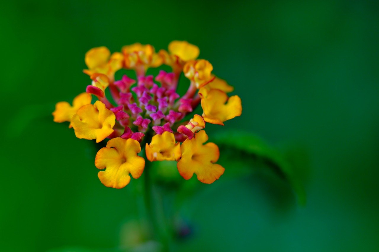 Lantana